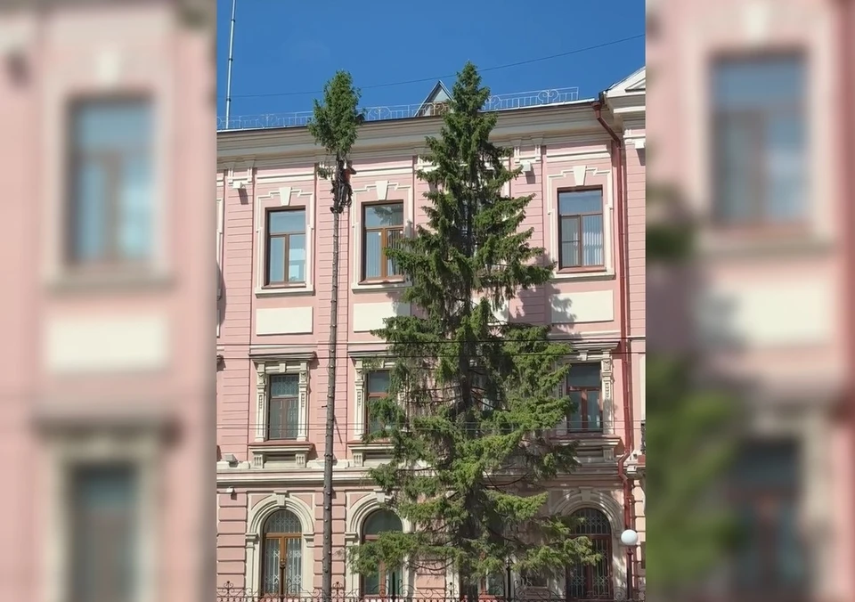 У елей был опасный наклон в сторону пешеходной части улицы Куйбышева. Фото: https://t.me/samarskykray