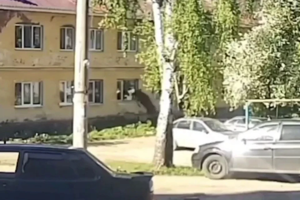 Лосенок с разбегу намеревался прыгнуть в окно, но попытка не удалась. Кадр видео из соцсетей