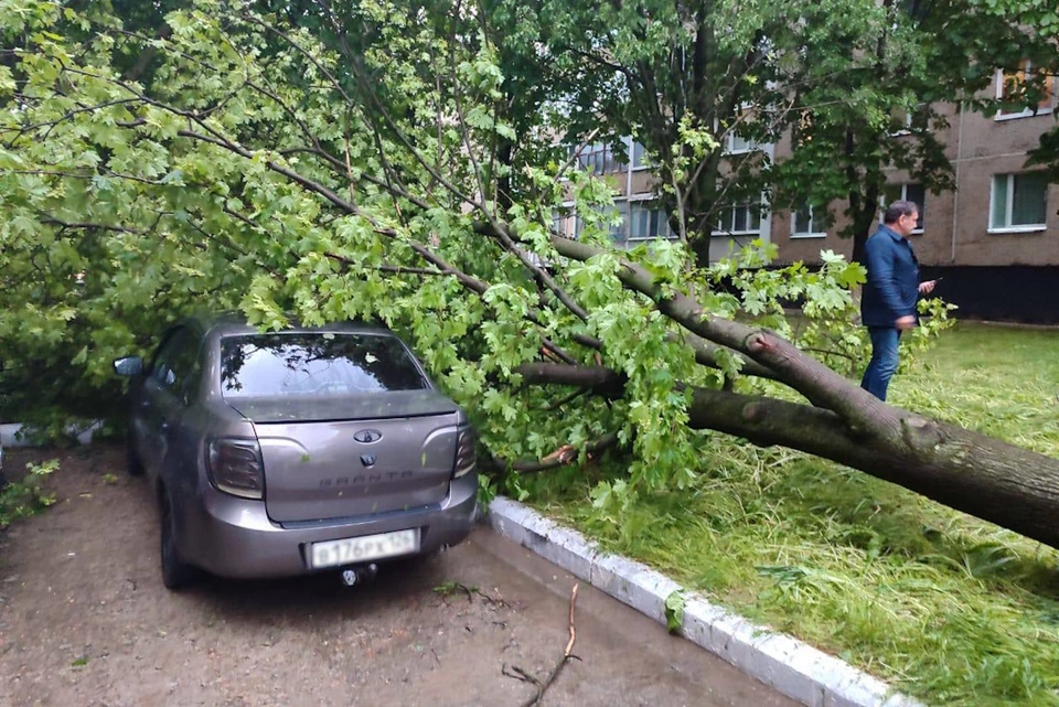 Ветер валил деревья. Фото: t.me/kovrygaRoman