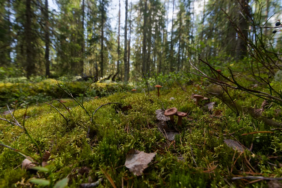 В лесах Оренбуржья с 26 мая начнут травить вредителей.