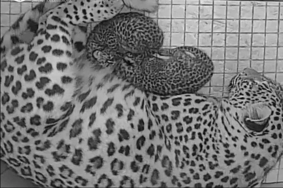 Шива с котятами. Фото: t.me/leopardcenter
