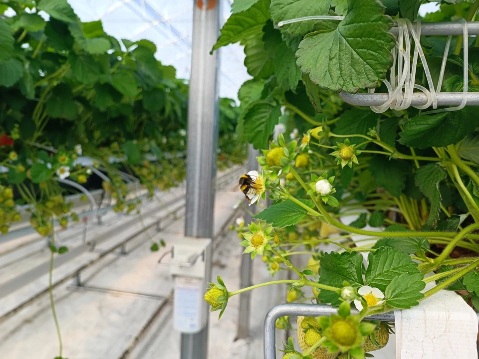 Представитель ЕК: ЕС не продлит беспошлинный ввоз украинской сельхозпродукции