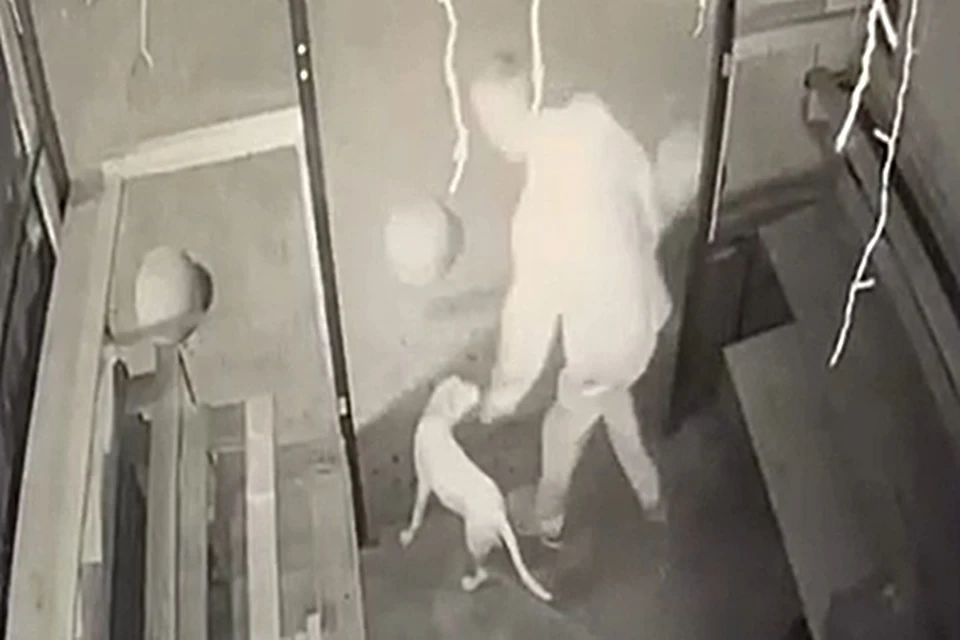 Щенку нашли семью