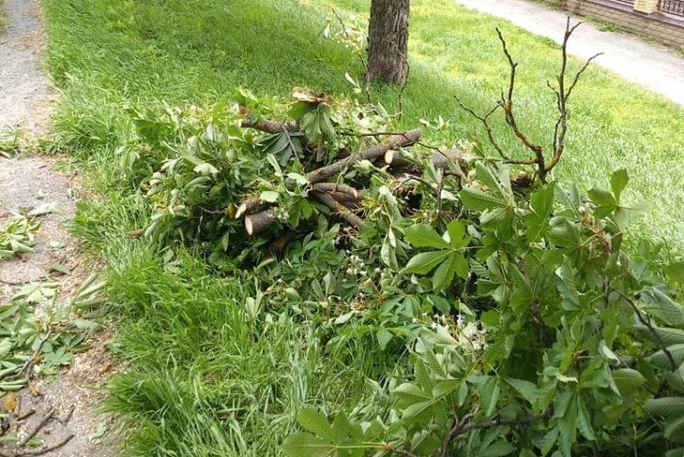 Упавшие ветки на территории парка также будут убраны в ближайшее время. Фото: соцсети главы города.