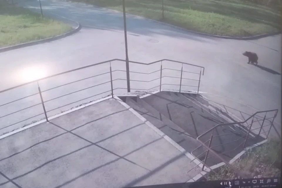 Камера видеонаблюдения сняла медведя.