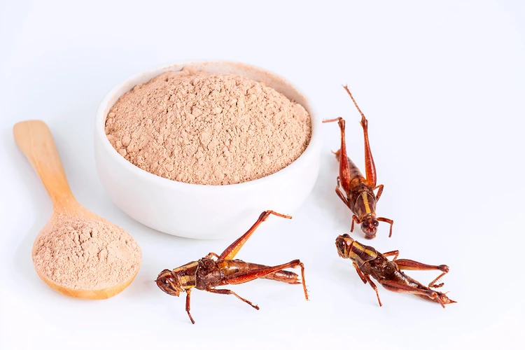 Курица из реактора, котлеты из сои, порошок из жучков: Какую «еду будущего» готовят нам ученые