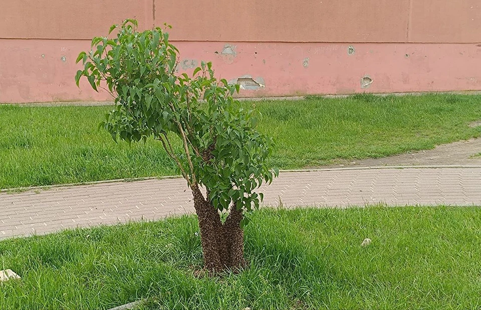 В Лиде вызвали МЧС из-за роя пчел на детской площадке у жилого дома. Фото: ОНТ.