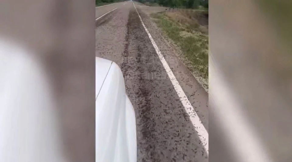 Саранча присела отдохнуть на дороге. Кадр с видео.