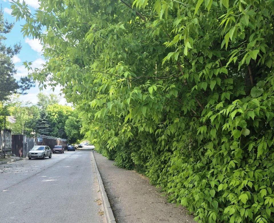 Вынужденные нарушители: калужане идут по дороге из-за непролазных тротуаров.