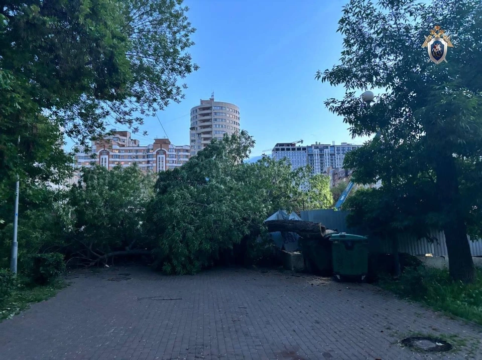 Ветка обрушилась на коляску с ребенком. Фото: СУ СК России по региону