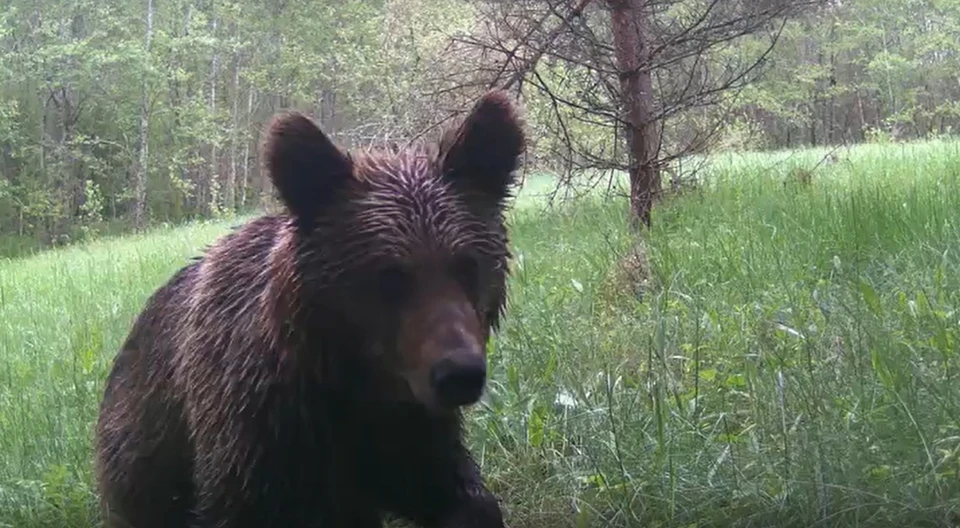 Фото: Гарри Невельский.