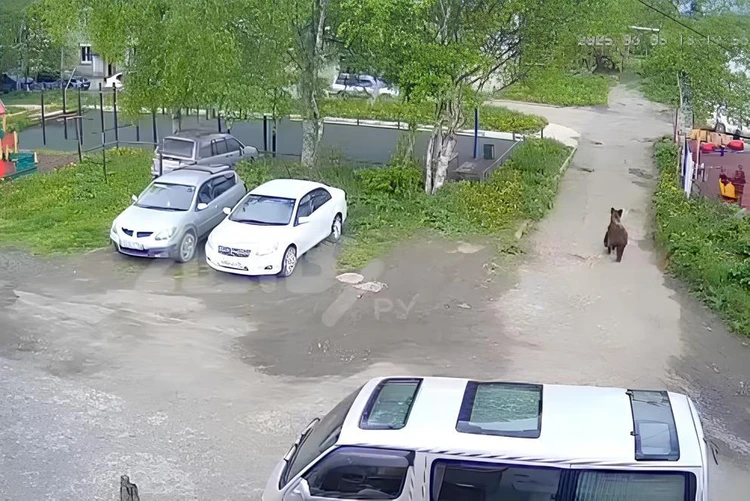 Перепуганные дети кричали и звали на помощь: на Сахалине молодой медведь забежал во двор жилого дома