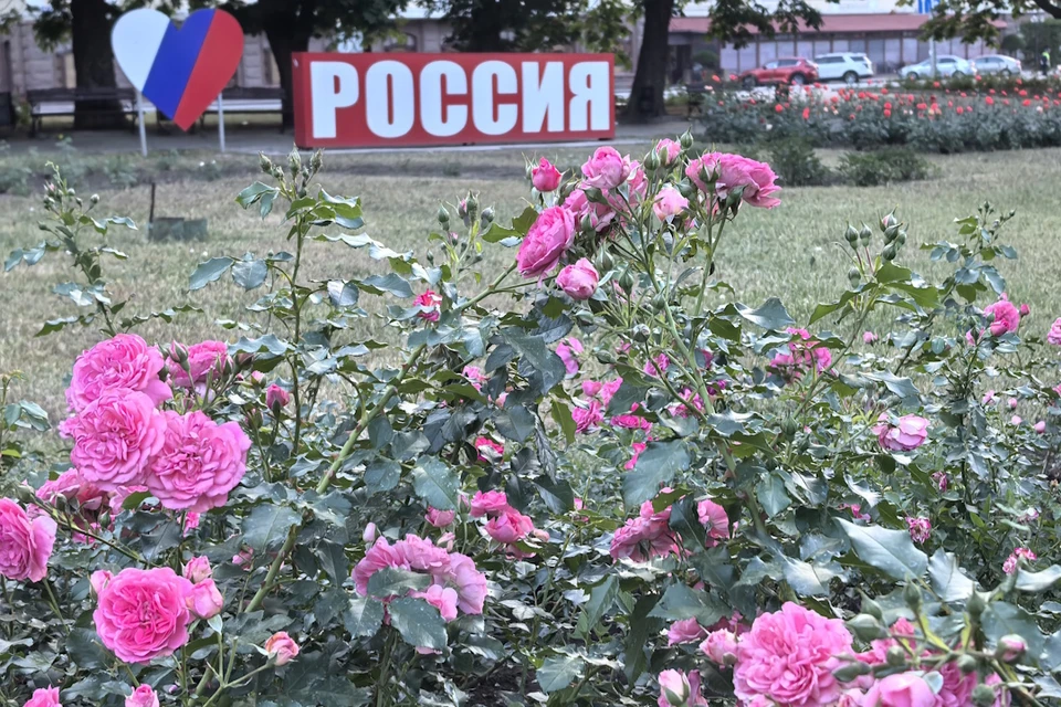 Сейчас весь Донецк в цветении роз всех цветов и сортов.
