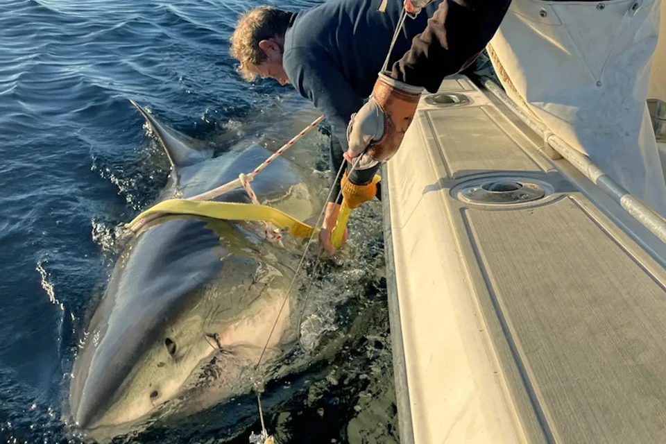 На прошлой неделе «звезда» снова объявилась. Фото: Ocearch