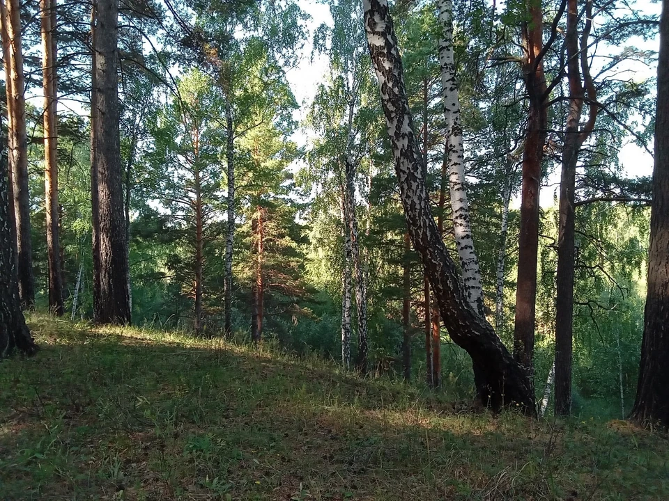 Погода в Югре на 15 июня