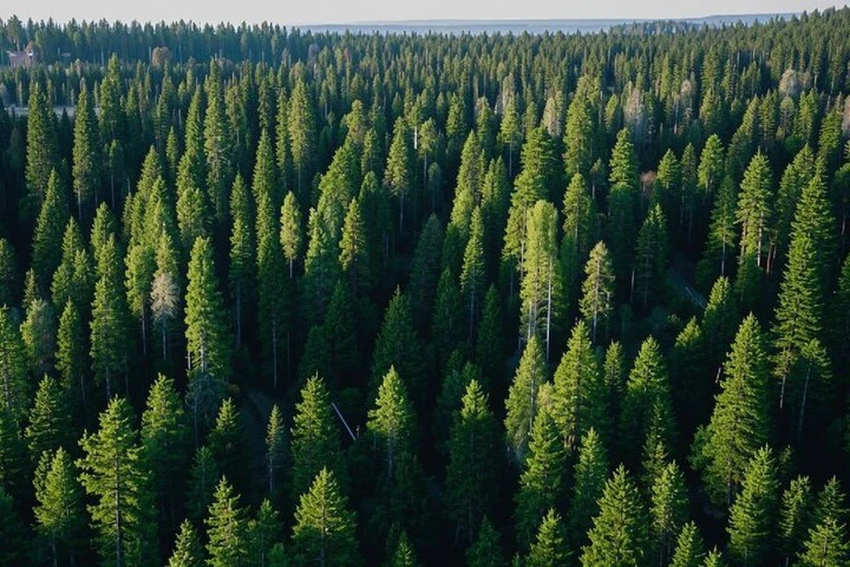 Оценили ущерб лесам. Фото: сгенерировано нейросетью