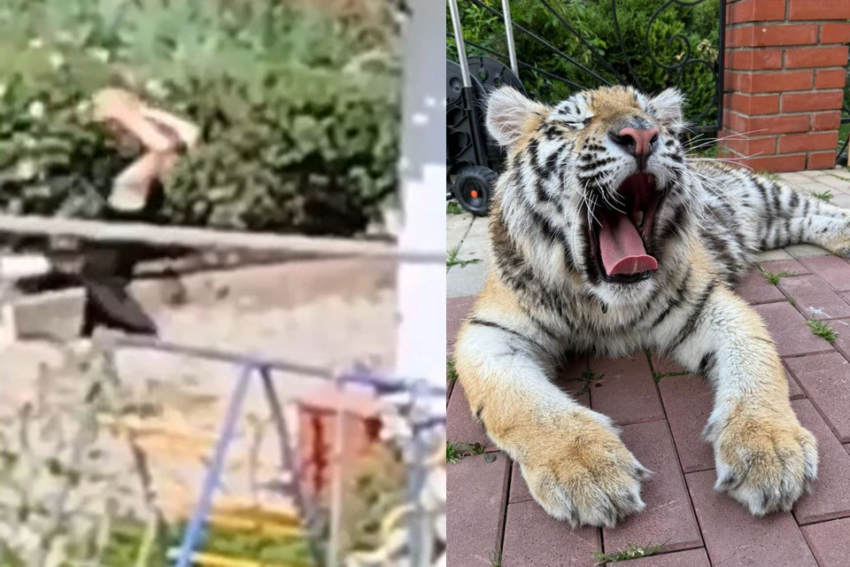 Кадр из опубликованного видео, которое стало поводом для горячих обсуждений в интернете.
