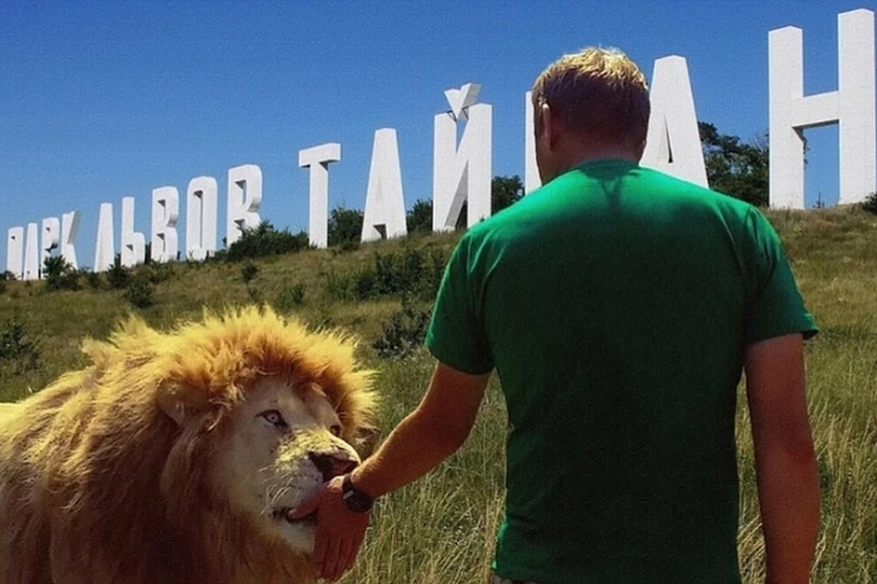 В парке «Тайган» лев напал на Олега Зубкова. Фото: Блог olegzubkov