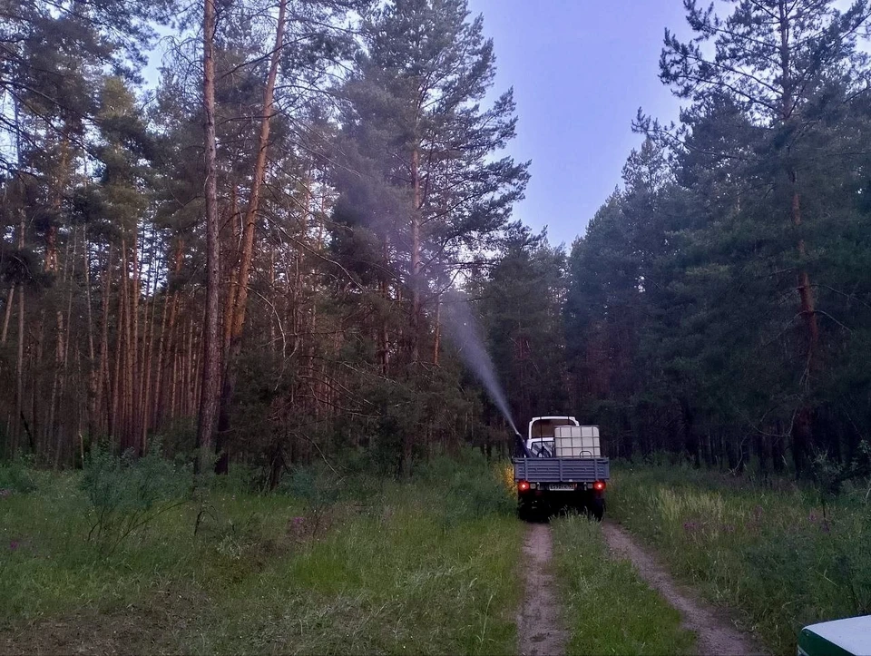 В регионе провели обработку леса. Фото: департамент информационной политики.