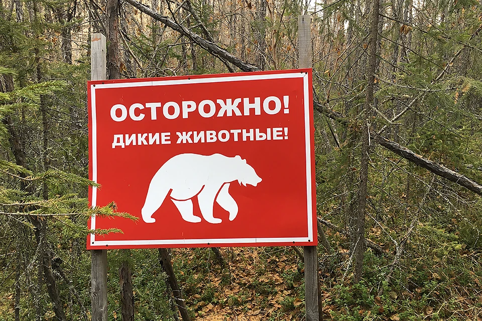 Все чаще от северян поступают сообщения о встречах с медведями.