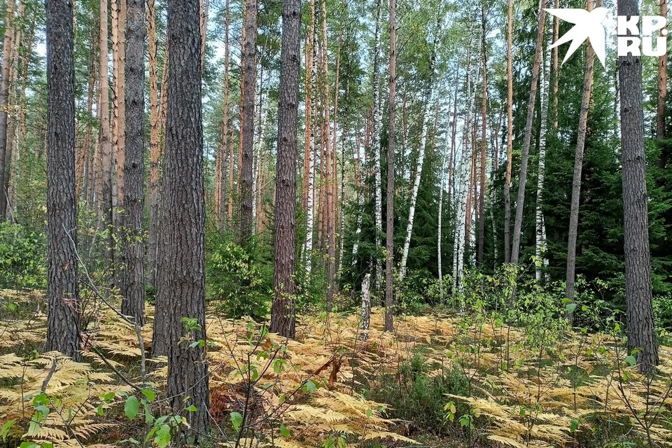 Женщину убил извозчик.