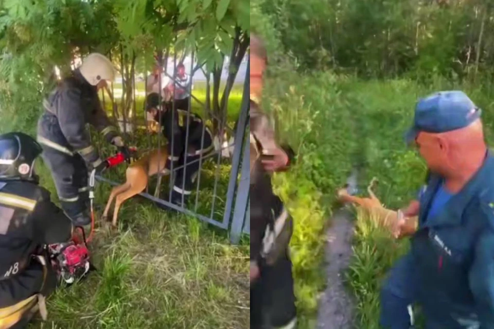 Спасатели помогли косуле, застрявшей в металлическом заборе. Фото: МЧС России