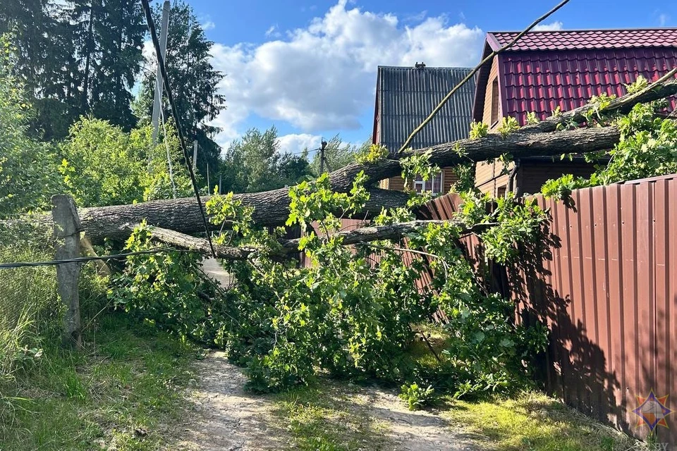 Ветер повалил деревья в разных регионах Беларуси. Фото: МЧС.
