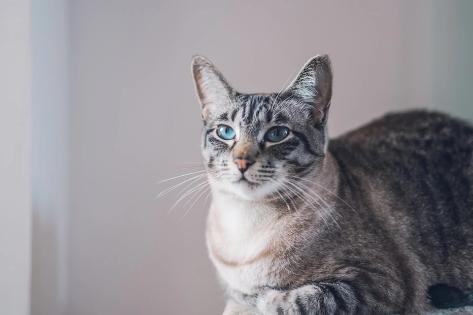 Ижевские котята ждут новых хозяев. Фото: freepik