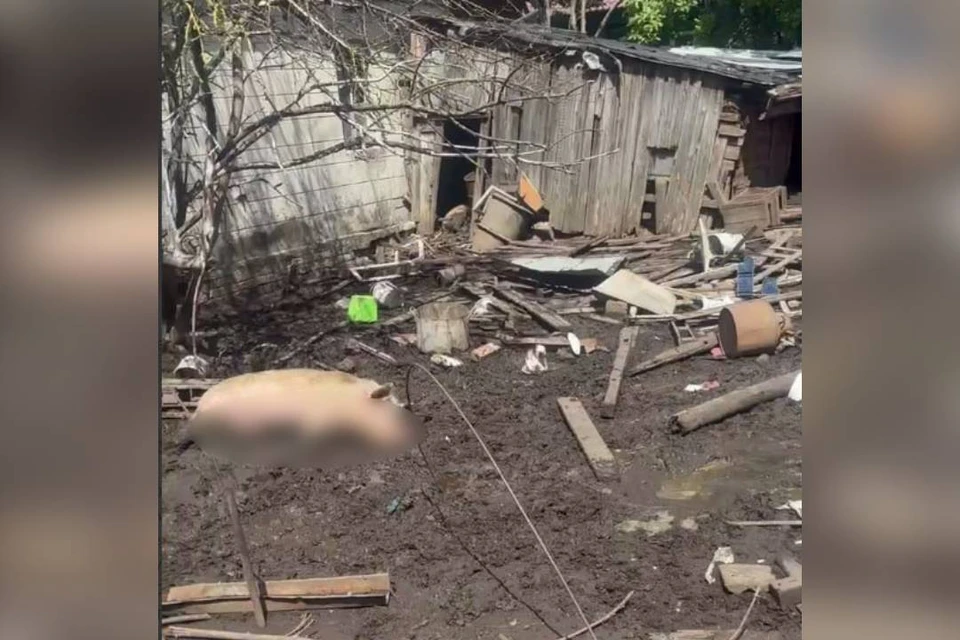 В Нижнем Новгороде обнаружили ферму с трупами животных. Фото: "Зоопатруль НН".