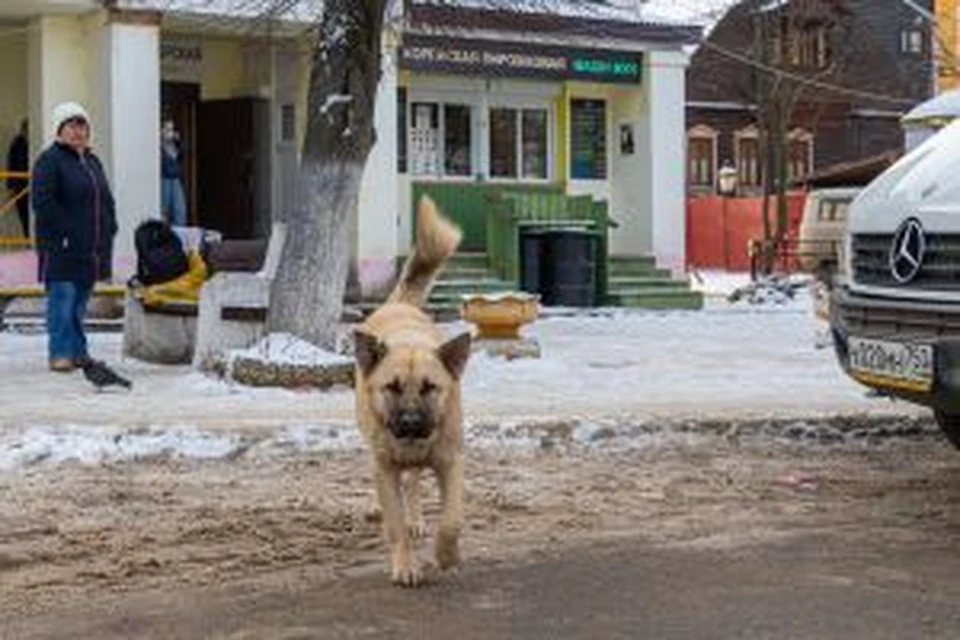 В Прикамье мужчина выплатил компенсацию за стрельбу в соседскую собаку