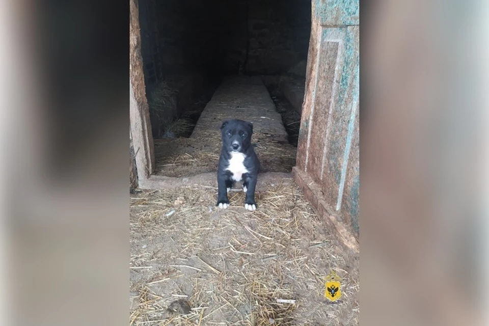 Вор решил присвоить себе этого маленького алабая. Фото: ГУ МВД России по Херсонской области