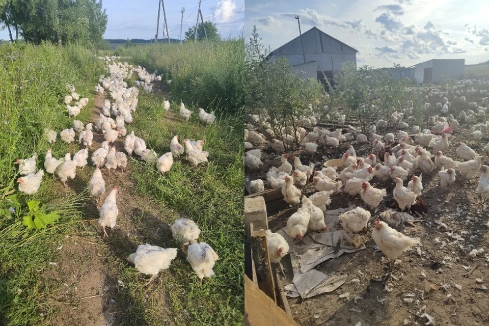 Куриц проверили на наличие птичьего гриппа и других заболеваний. Фото: Юлия Нельзина vk.com/juliazagrebina
