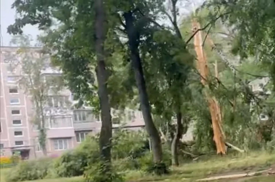 В Барановичах молния пополам расколола дерево во дворе жилых домов. Фото: стоп-кадр | видео газета «Наш край».