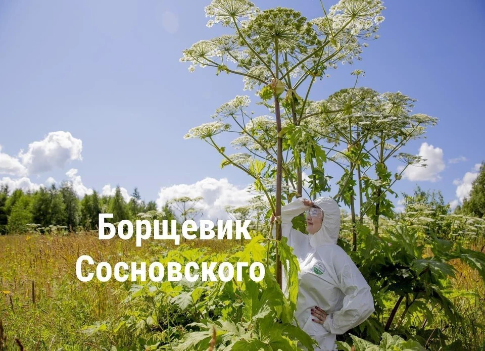 Фото: телеграм-канал "Сиворонов КН".