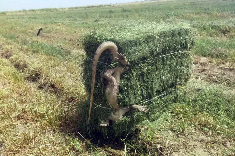 В Ставропольском крае сообщение о ящерице назвали фейком