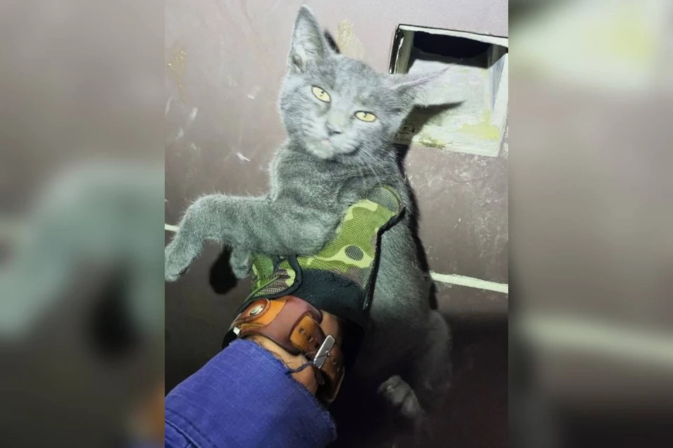 Кота, застрявшего в вентиляции, вытащили спасатели Фото: t.me/alekseioderov