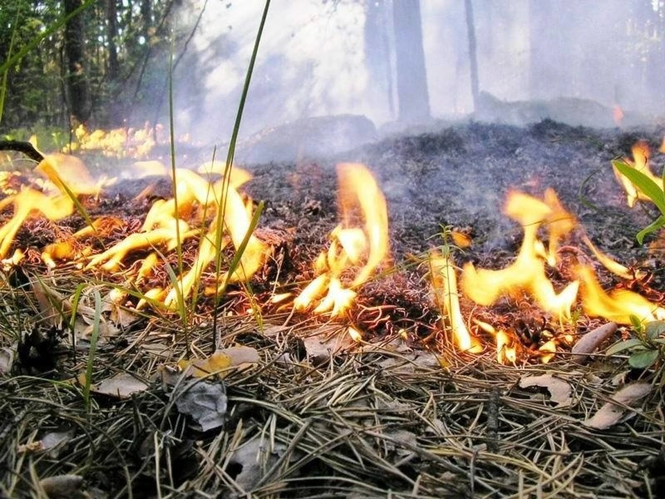 Так выглядит лесной пожар