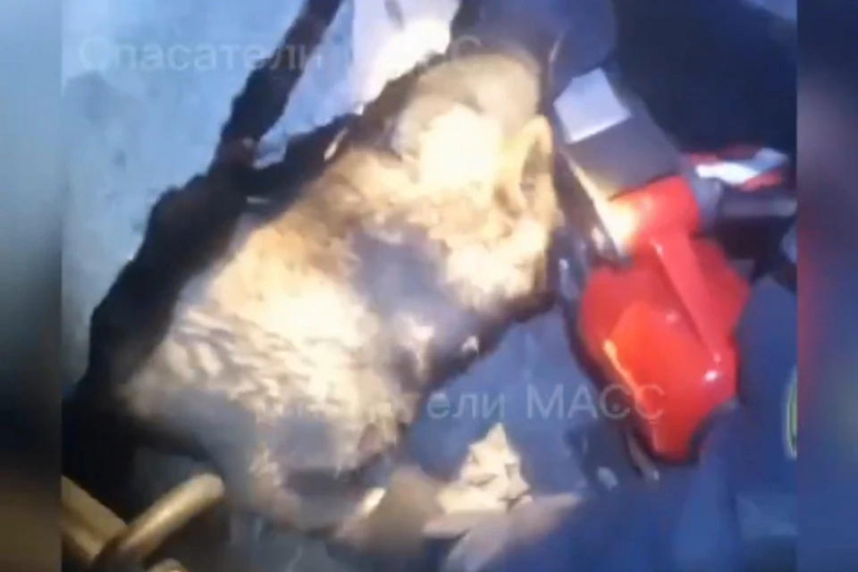В Новосибирске спасли щенка. Фото: кадр из видео МКУ «Служба аварийно-спасательных работ»