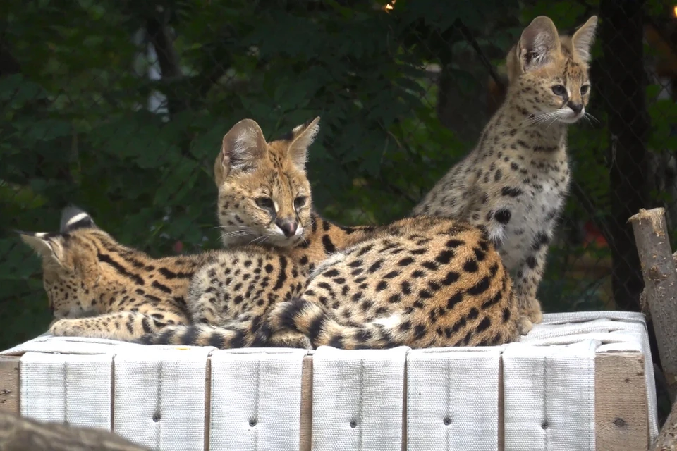 Котята сервалов из Новосибирского зоопарка уже начали подрастать. Фото: Сергей Ильтятков