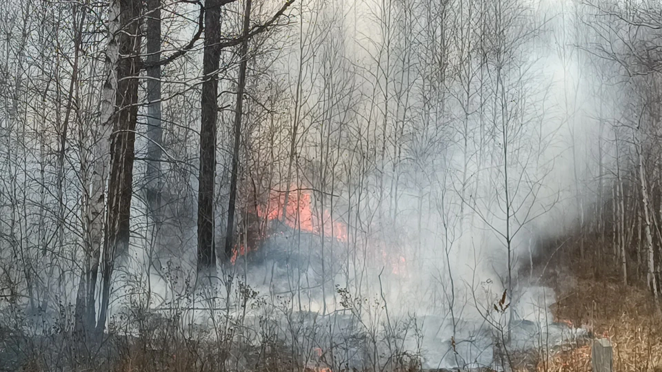В Самарской области установили пятый класс пожарной опасности лесов