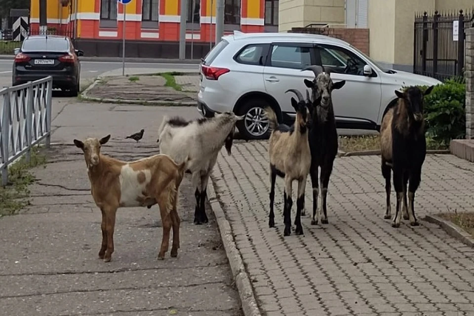 Козлы вели себя, как туристы на экскурсии. Фото: телеграм-канал Жесть Ярославль.
