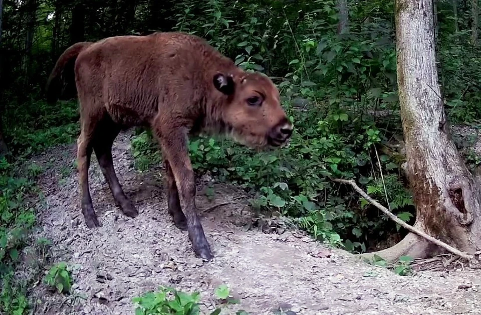 В калужском заповеднике заметили зубрёнка с необычным окрасом.