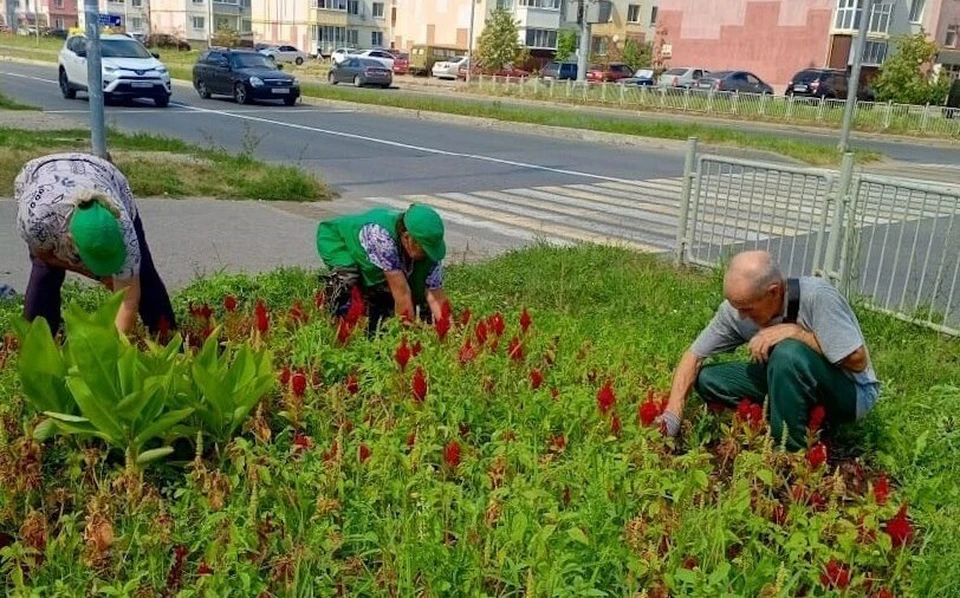 В Ульяновске привели в порядок цветы на перекрёстке Камышинской и Юго-Западной. ФОТО: тг-канал Центра по благоустройству и озеленению Ульяновска