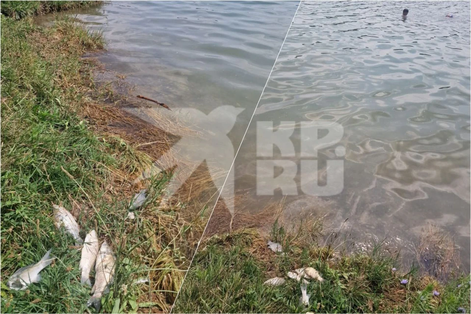 Жители Ессентуков пожаловались на мертвую рыбу на берегу городского озера. Фото: предоставлено очевидцем