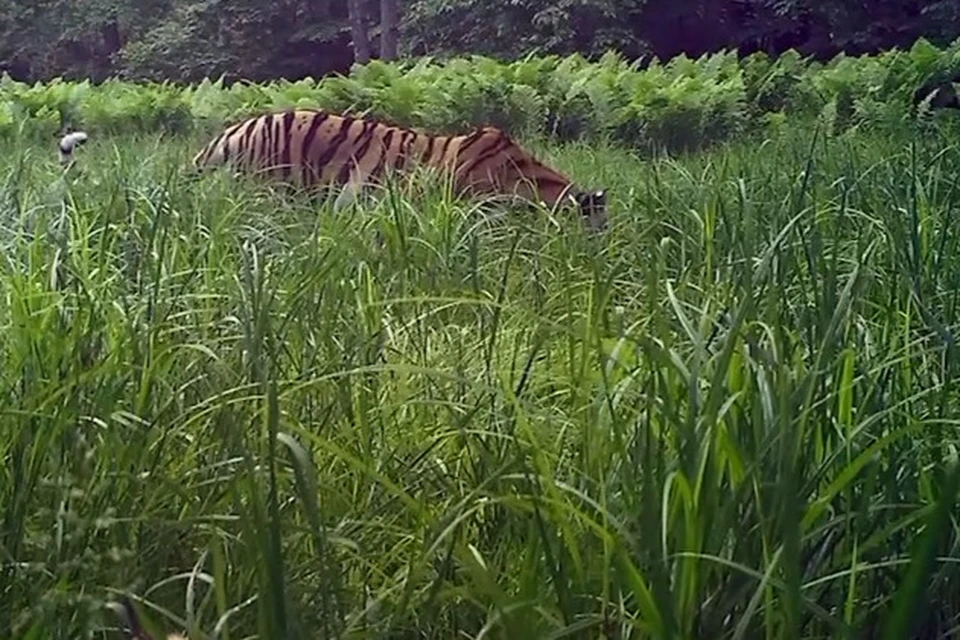 Один из котят продемонстрировал мастерство скрадывания. Фото: скриншот видео Михаила Маслова.