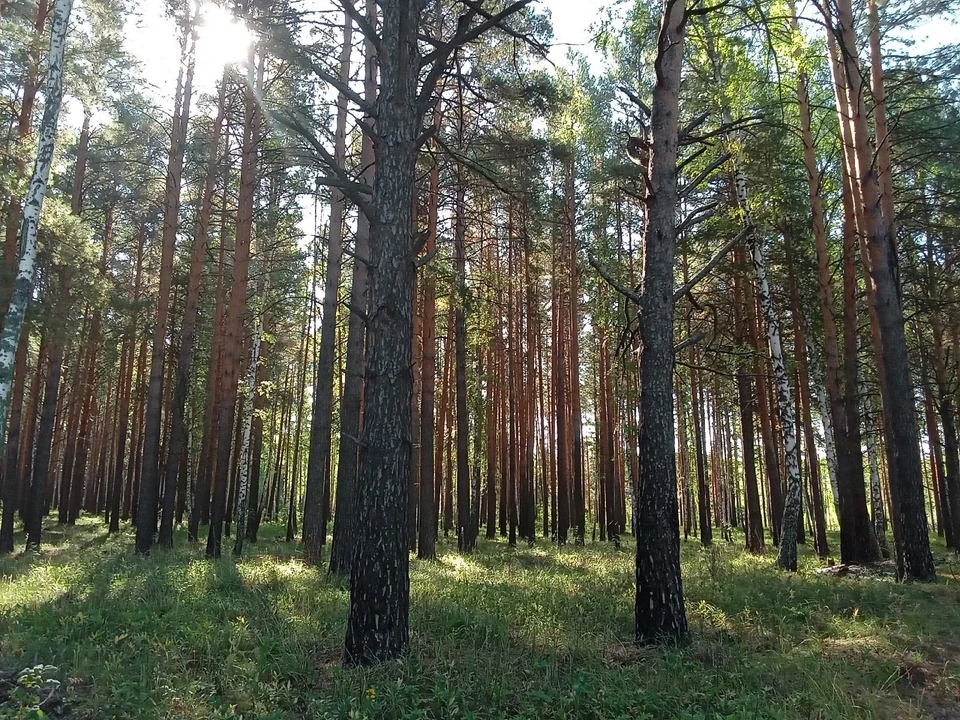 Погода в Югре на 9 августа