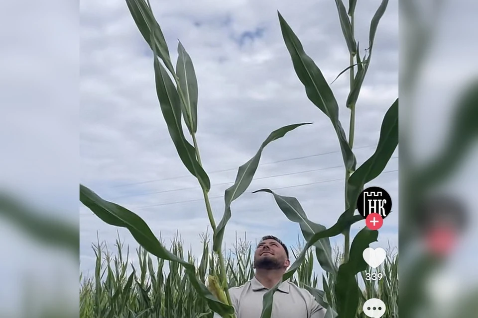 В Беларуси вырастили гигантскую кукурузу рекордного размера. Фото: TikTok @kamenec.by