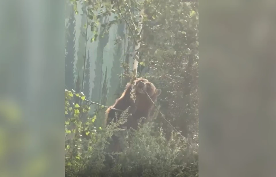 Фото: скриншот видео Пермского зоопарка