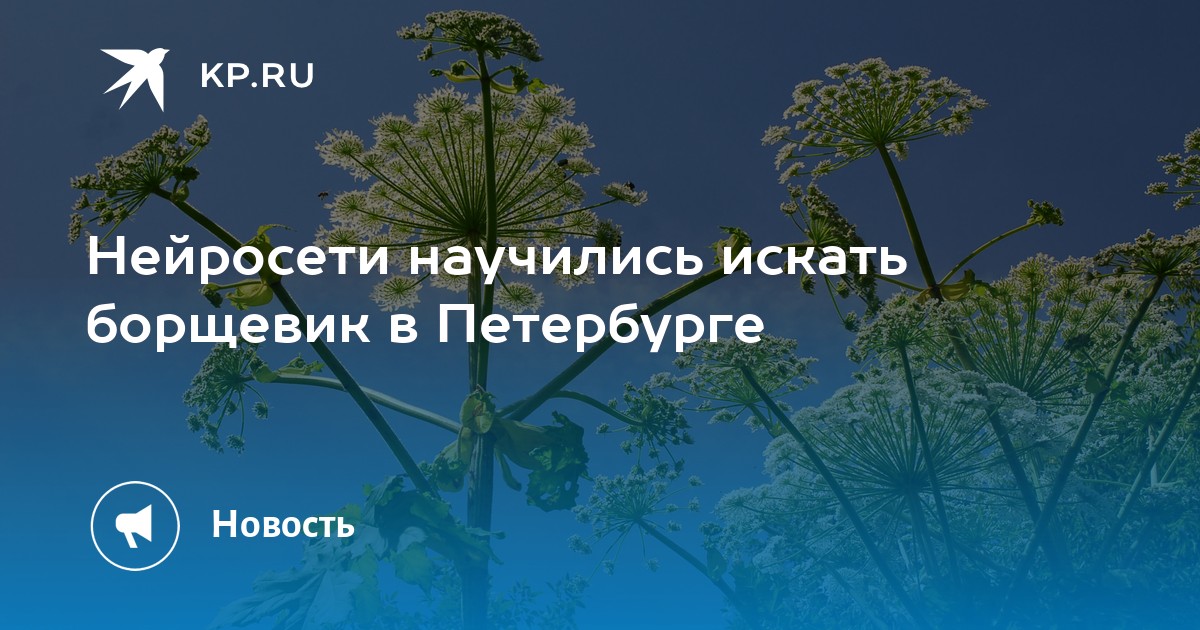 Петербург использует искусственный интеллект для борьбы с борщевиком Сосновского: как это работает?