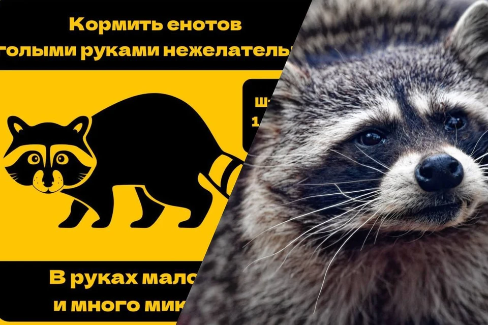 Этим летом енотов в Железноводске особенно много. Фото: Евгений Бакулин/Иван Макеев